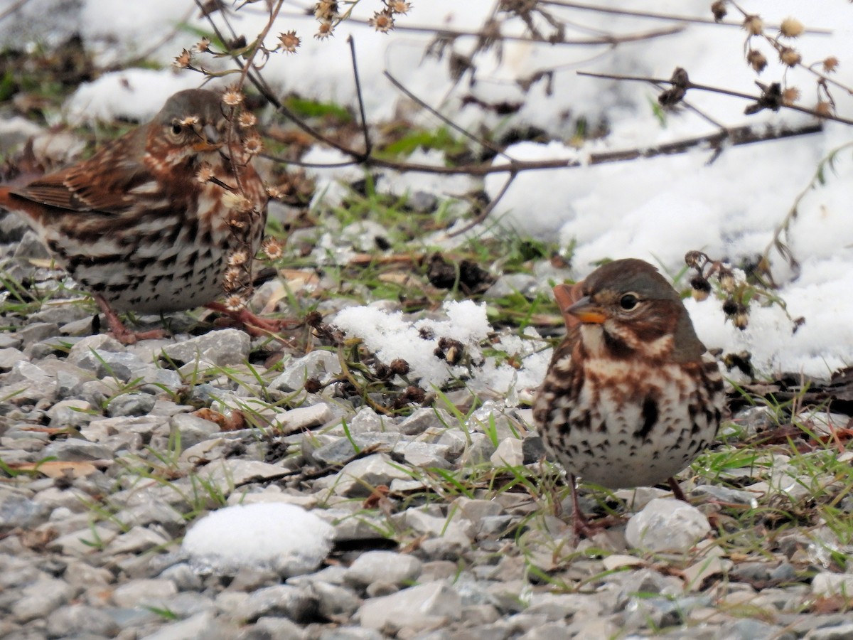 Fox Sparrow - ML646368706