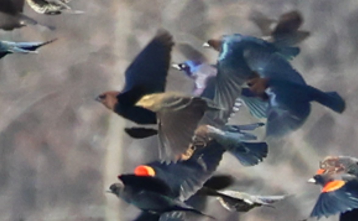 blackbird sp. - ML646368707