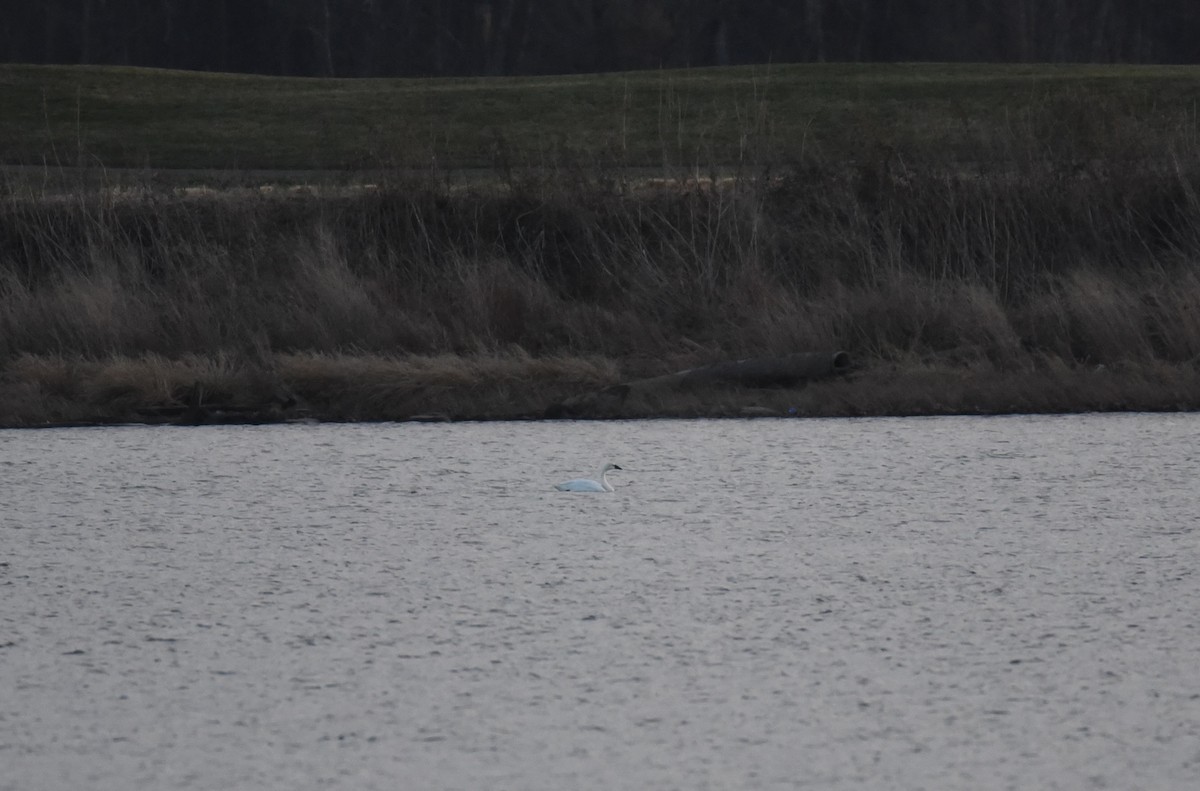 Tundra Swan (Whistling) - ML646368708
