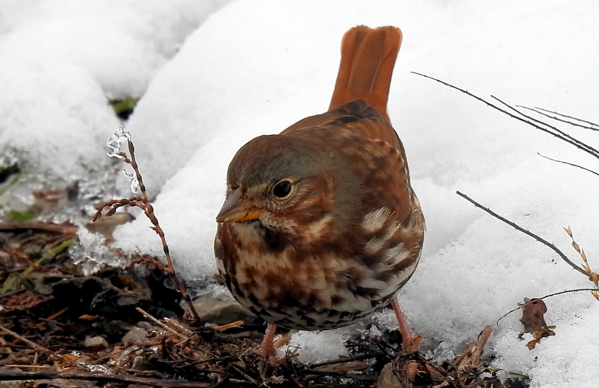 Fox Sparrow - ML646368709