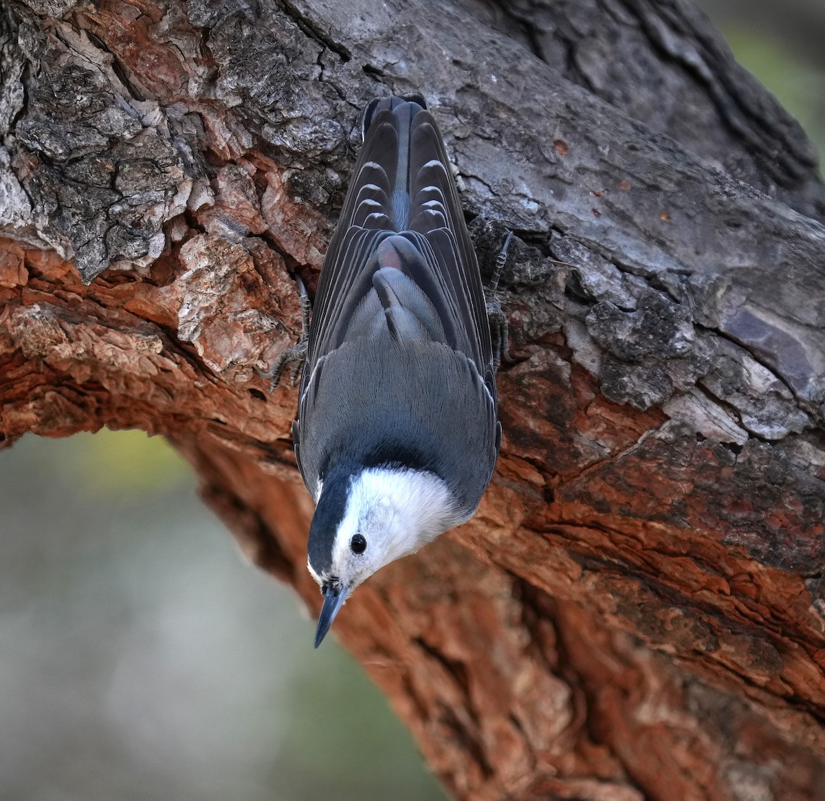 Sittelle à poitrine blanche - ML646368710