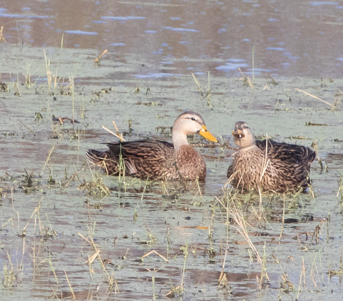 Floridaente - ML646368711