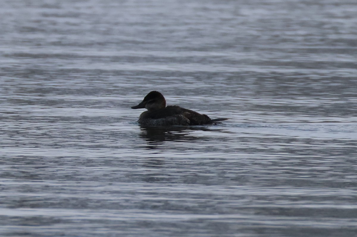 Ruddy Duck - ML646368713