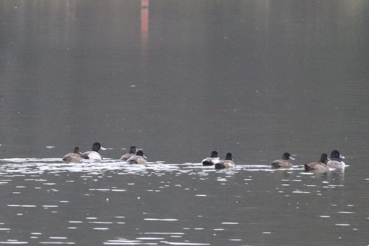 Lesser Scaup - ML646368733