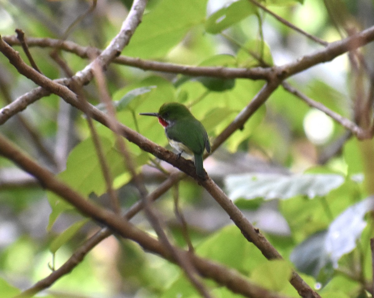 Puerto Rican Tody - ML646368734