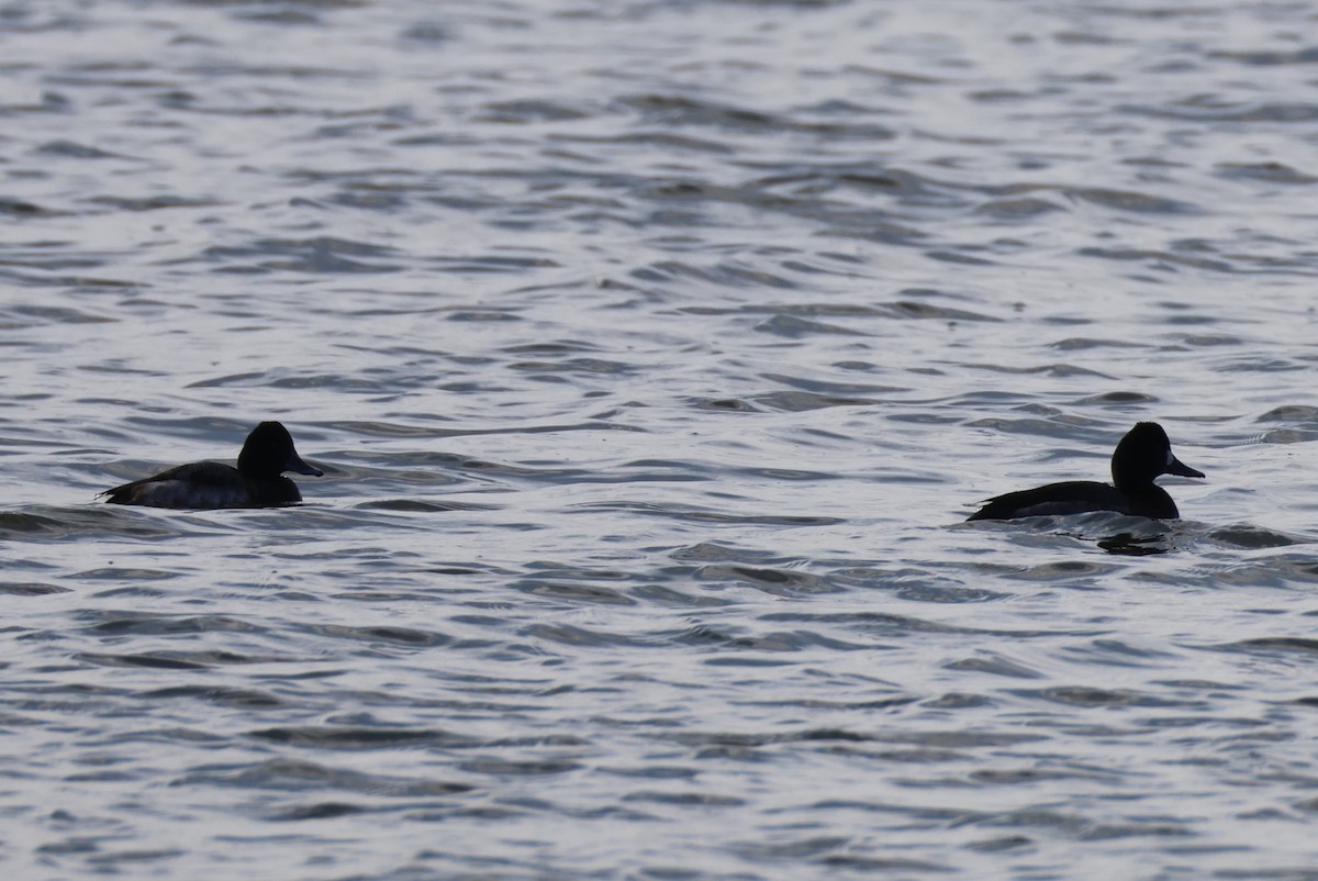 Lesser Scaup - ML646368735