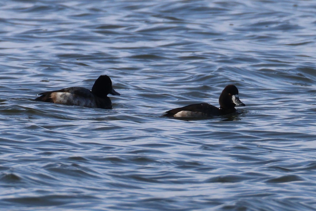 Lesser Scaup - ML646368736