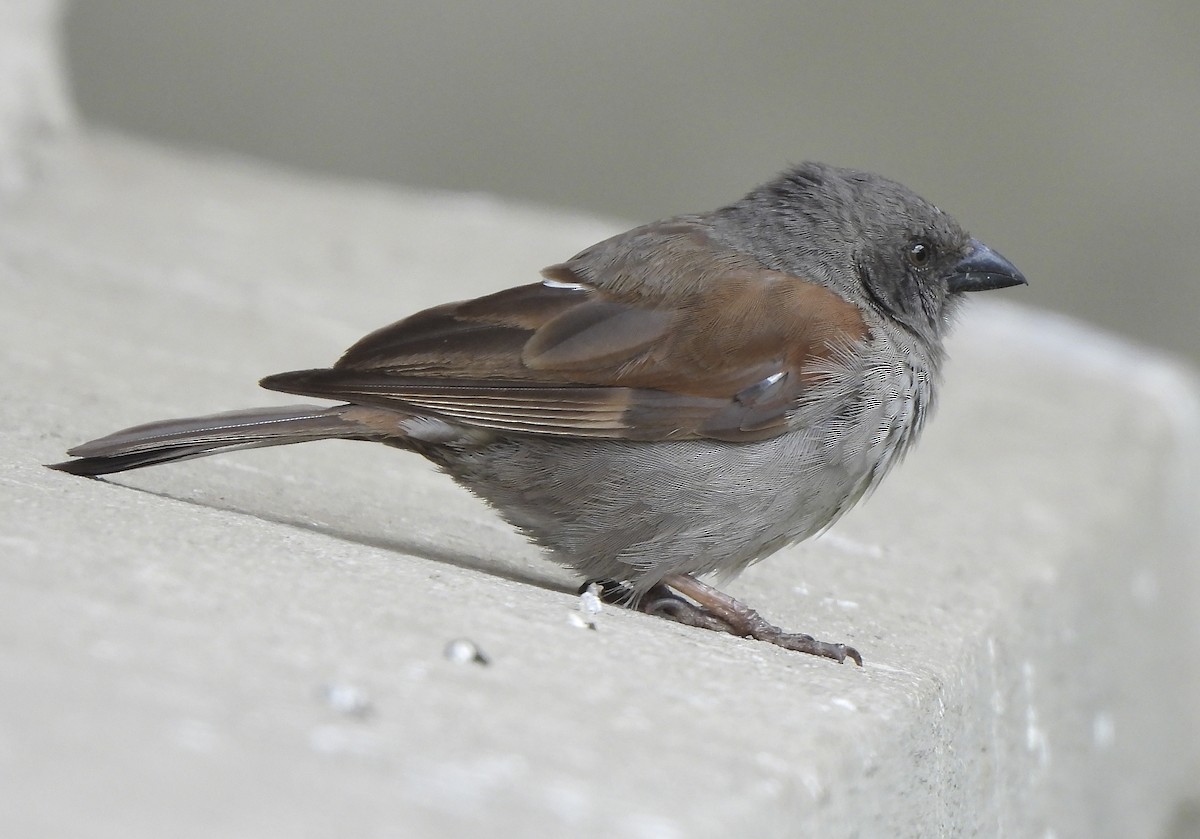 Swainson's Sparrow - ML646368737