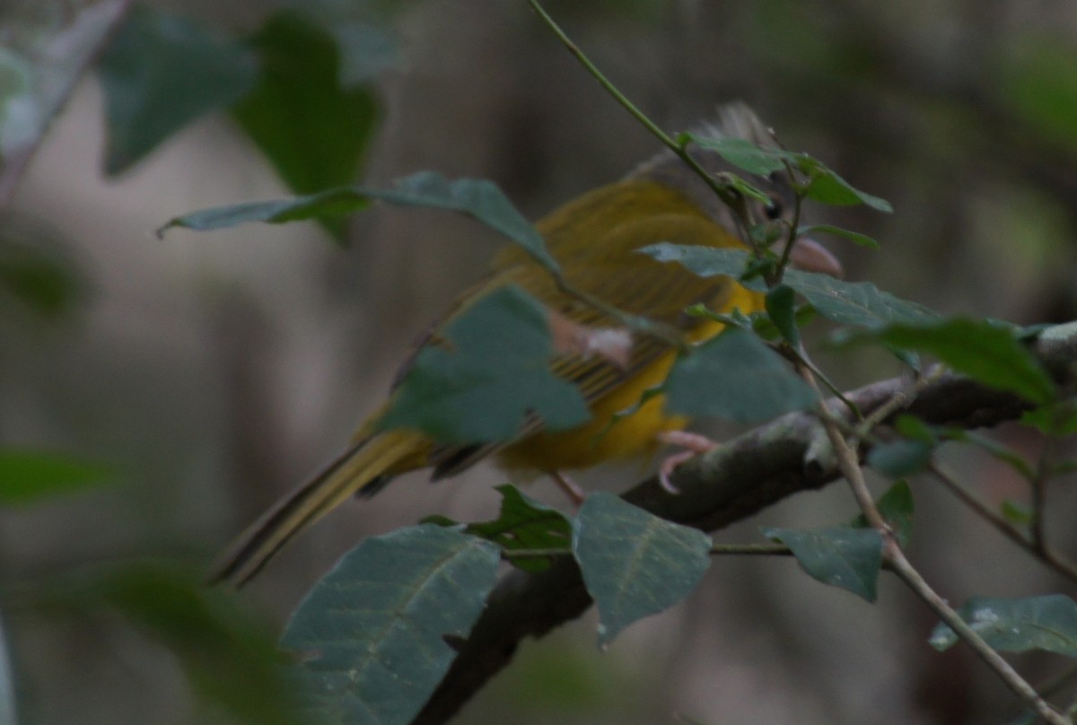Gray-headed Tanager - ML646368738