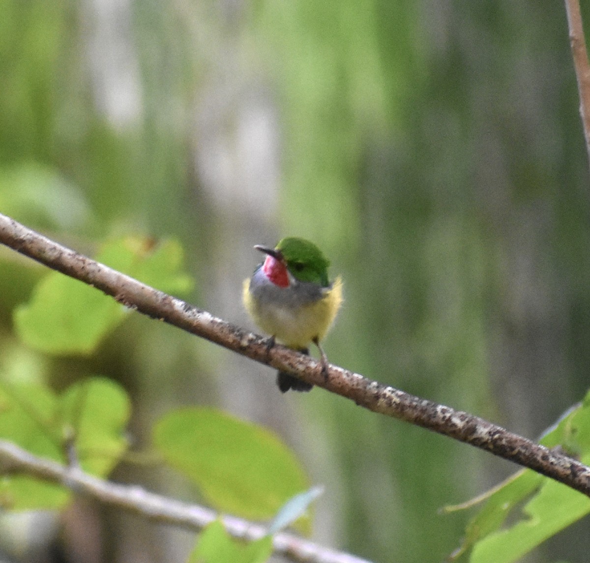 Puerto Rican Tody - ML646368739