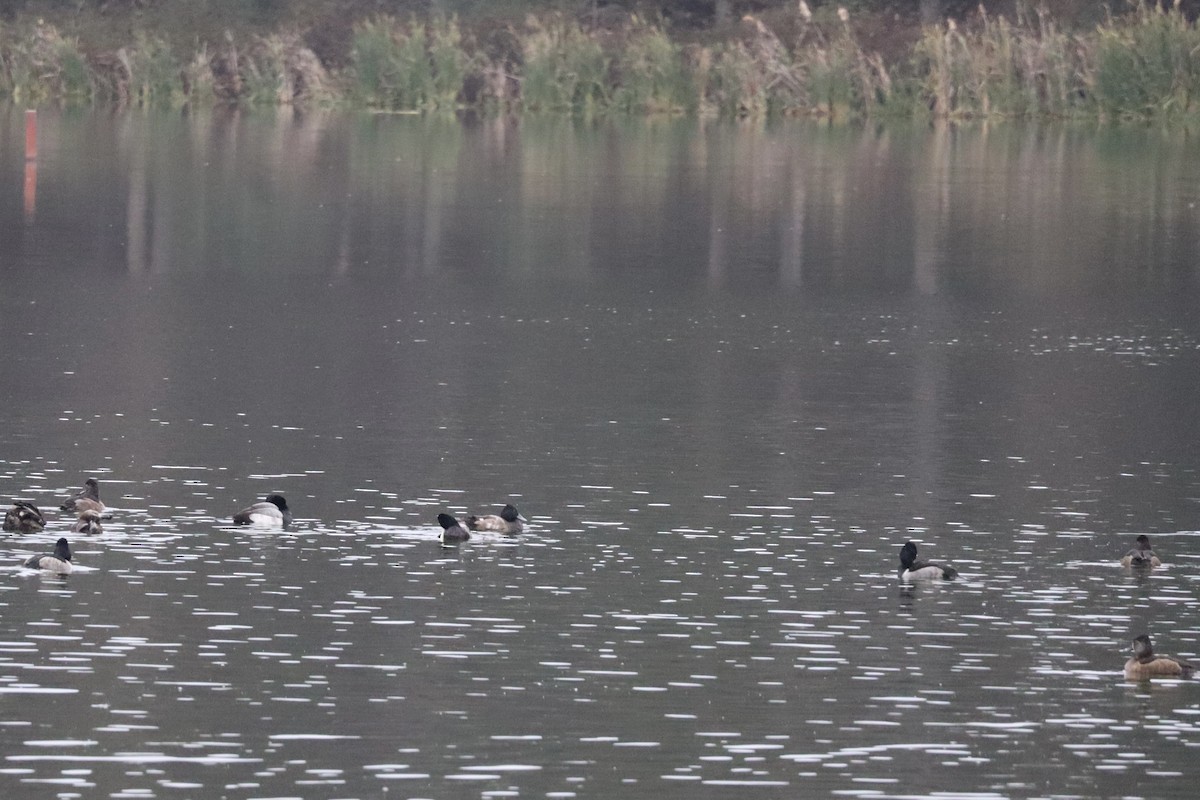 Lesser Scaup - ML646368742