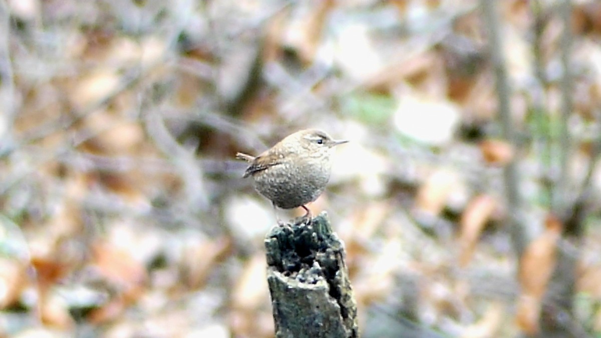 Winter Wren - ML646368744