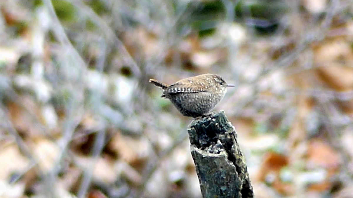 Winter Wren - ML646368745