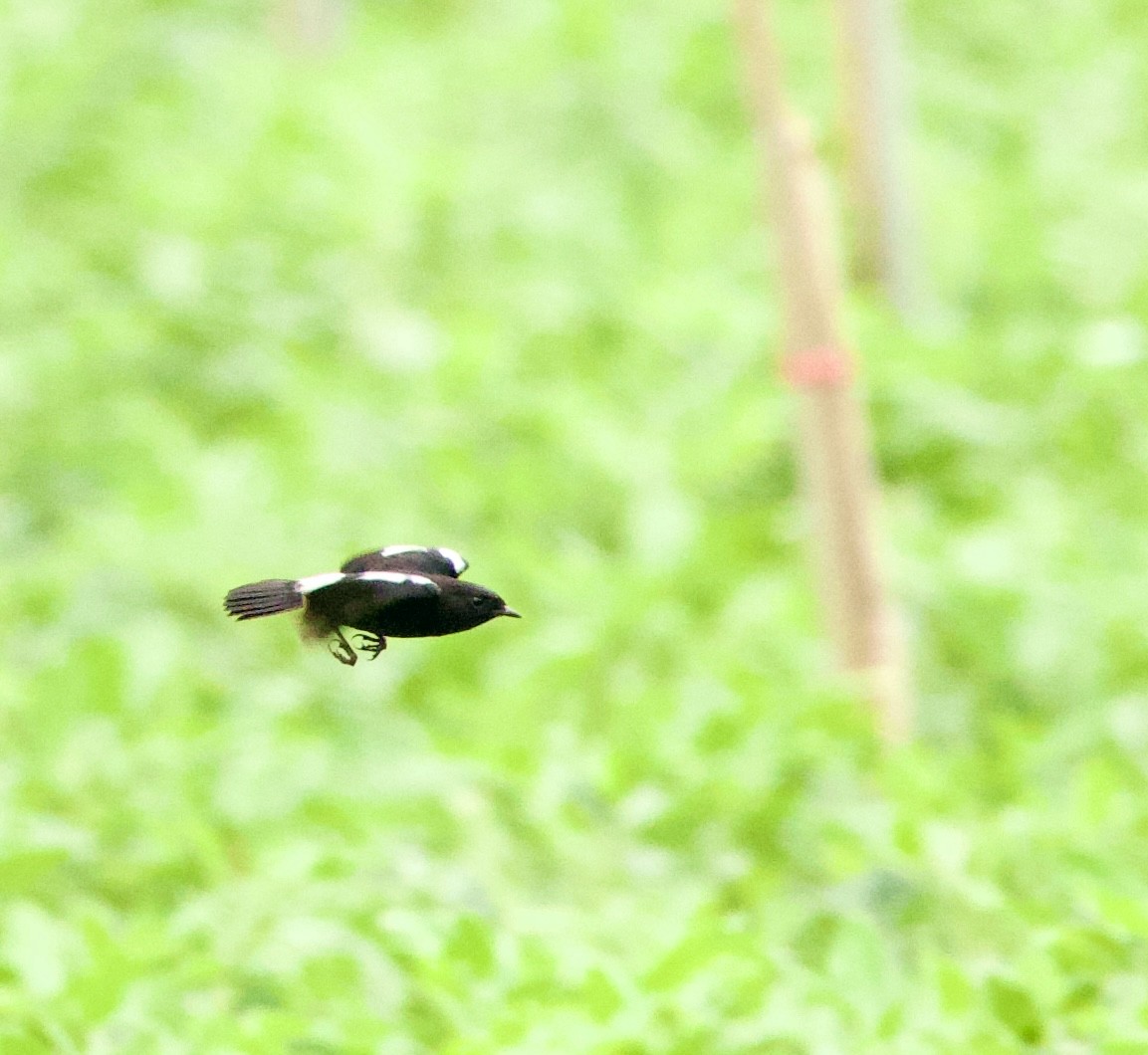 Трав'янка чорна - ML646368748