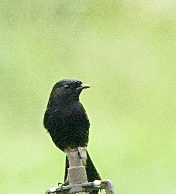 Трав'янка чорна - ML646368749