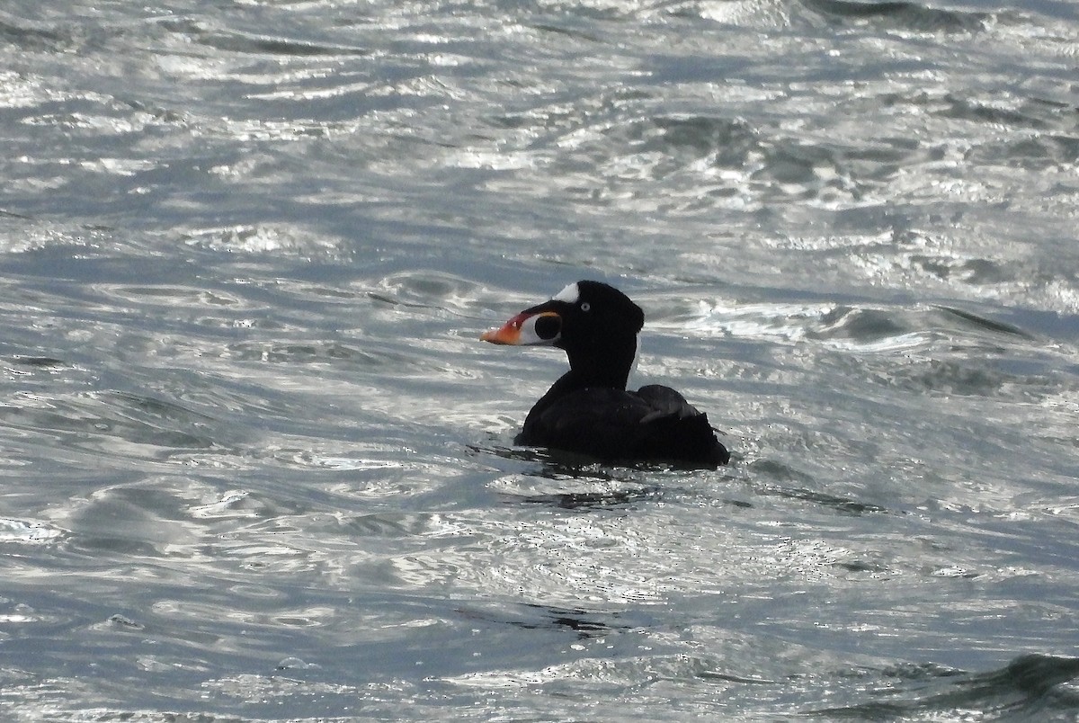 Surf Scoter - ML646368752