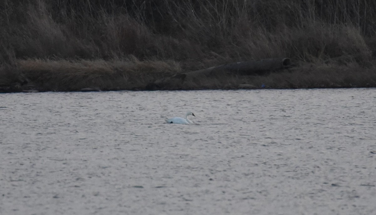 Tundra Swan (Whistling) - ML646368753
