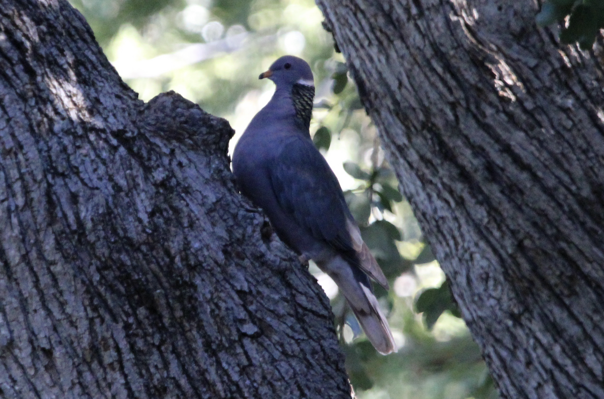 Band-tailed Pigeon - ML646368755