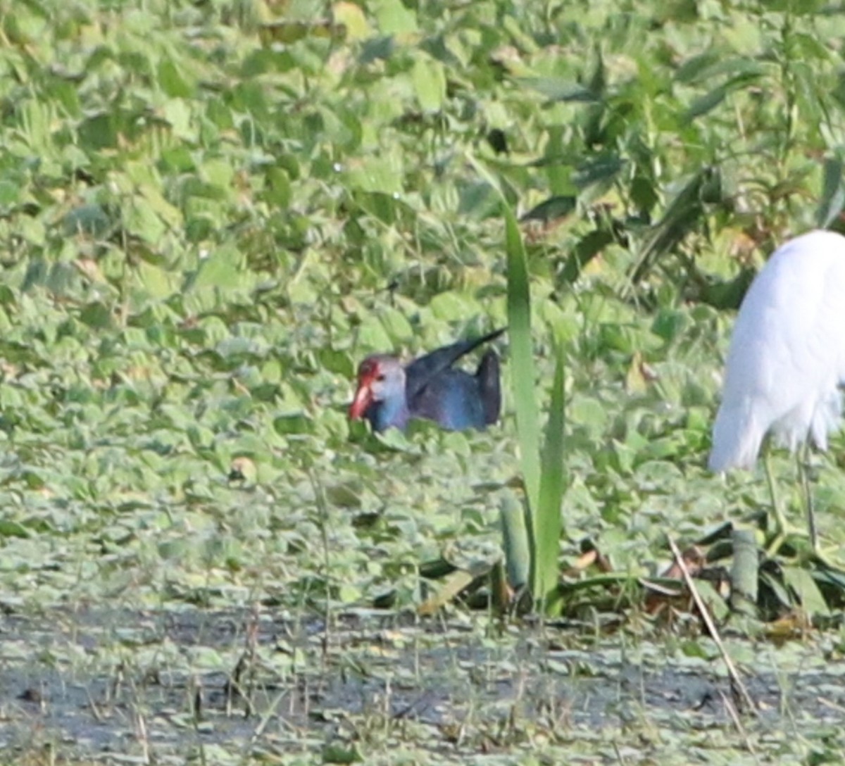 Graukopf-Purpurhuhn - ML646368756