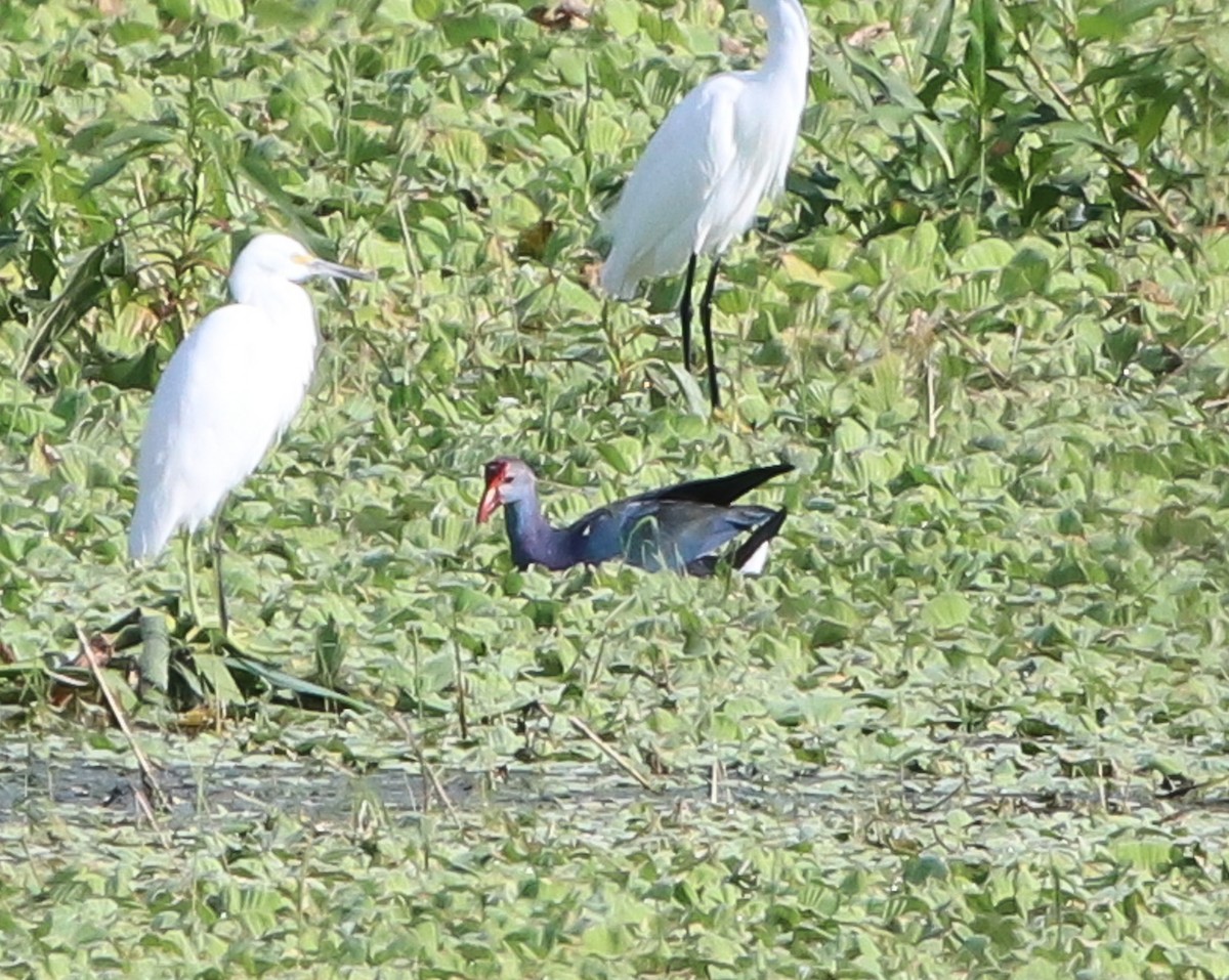 Graukopf-Purpurhuhn - ML646368757