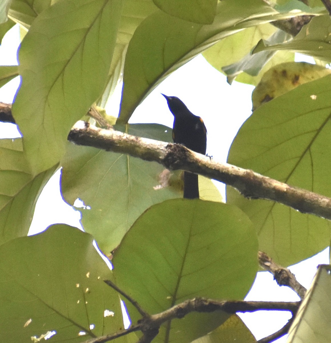 Turpial Puertorriqueño - ML646368758
