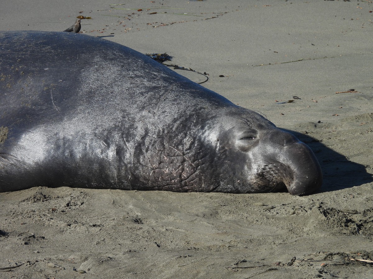 Elephant Seals - ML646368759