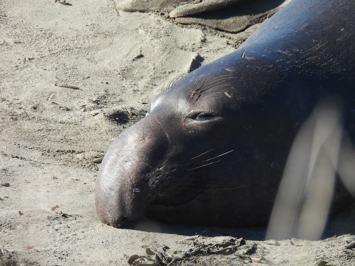 Elephant Seals - ML646368760