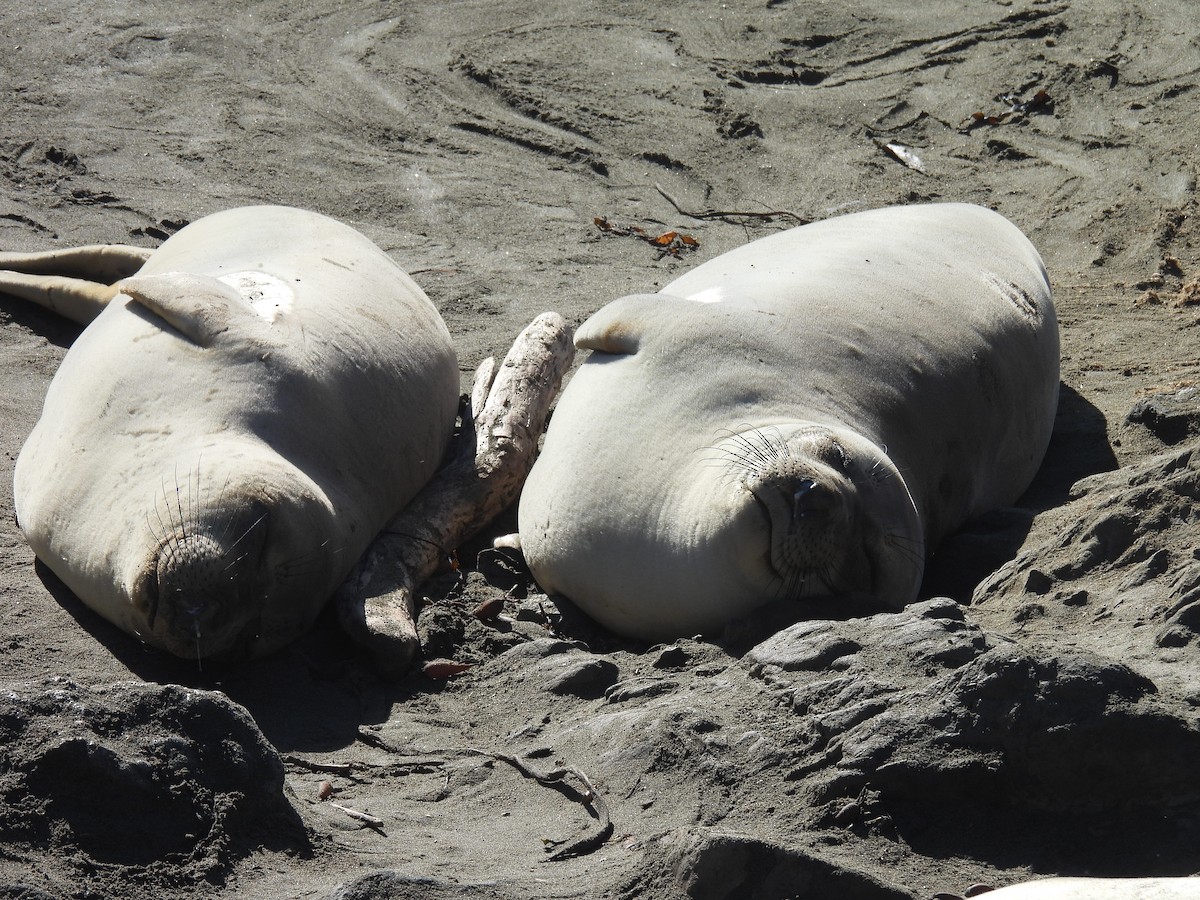 Elephant Seals - ML646368761