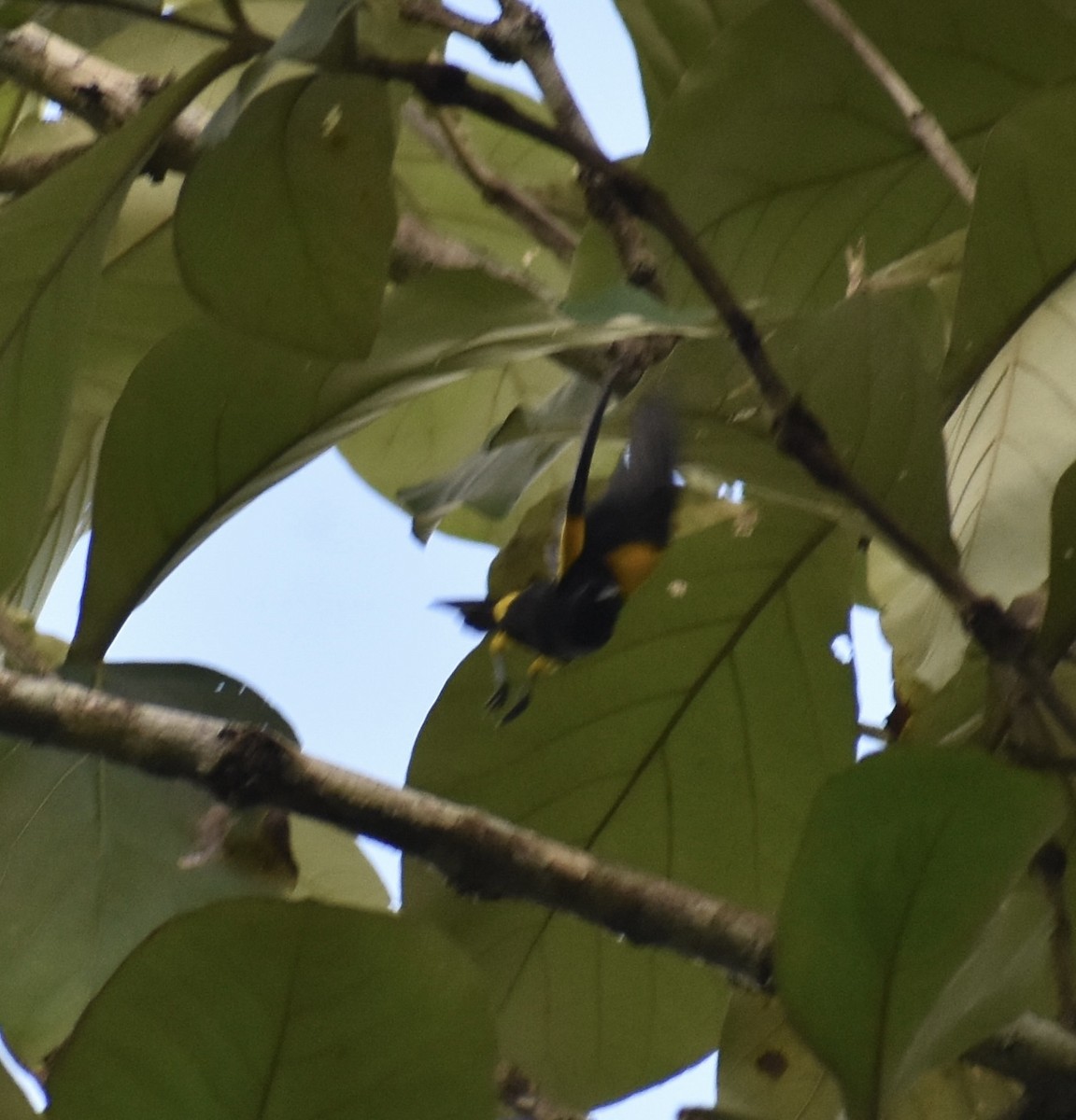 Turpial Puertorriqueño - ML646368762