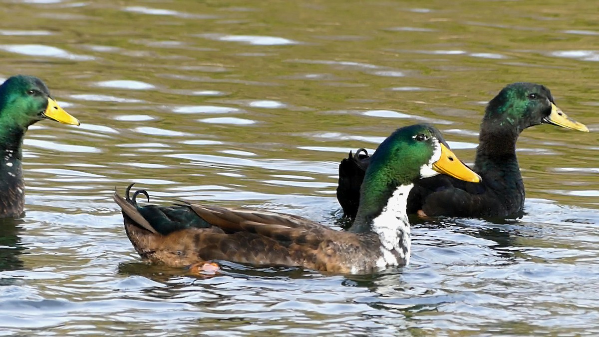 Anatra germanata - ML646368766