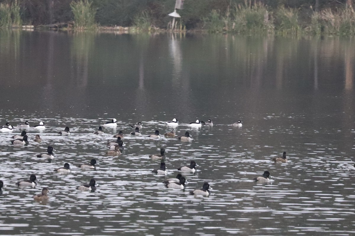 Bufflehead - ML646368767