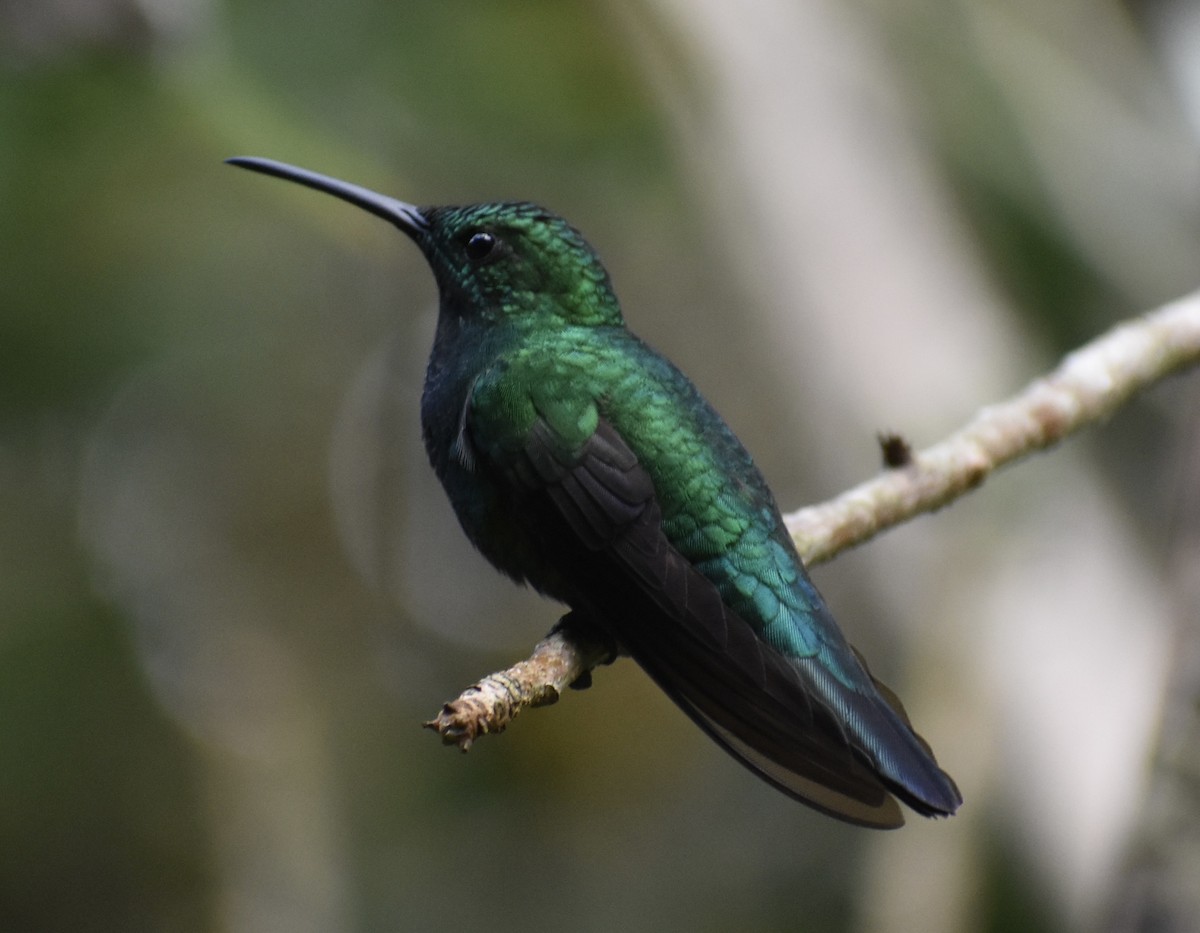 Green Mango - ML646368770