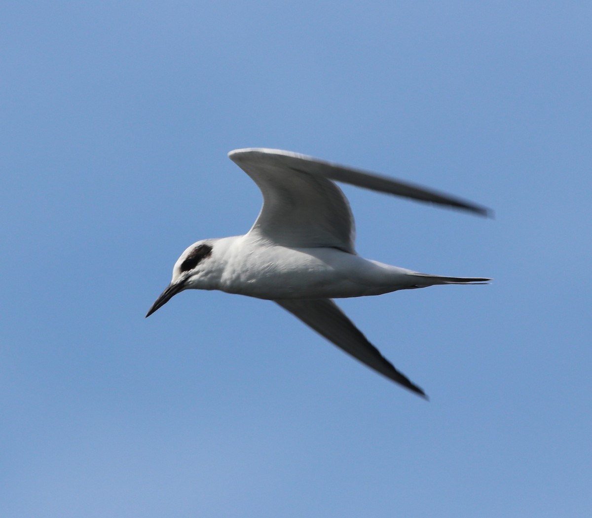 Forsterseeschwalbe - ML646368776