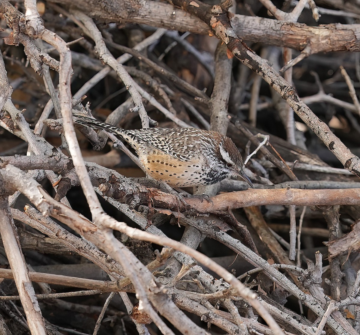 Cactus Wren - ML646368778
