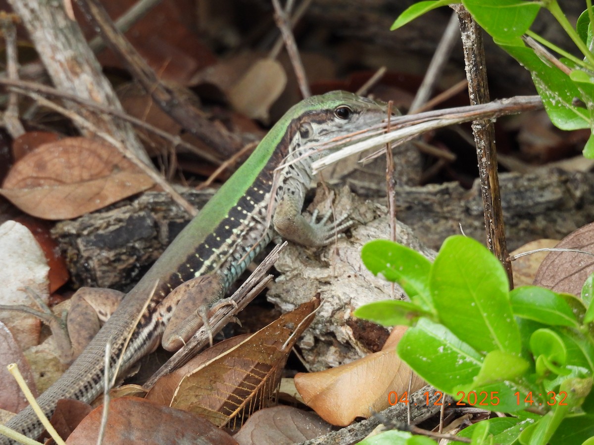 Giant Ameiva - ML646368782