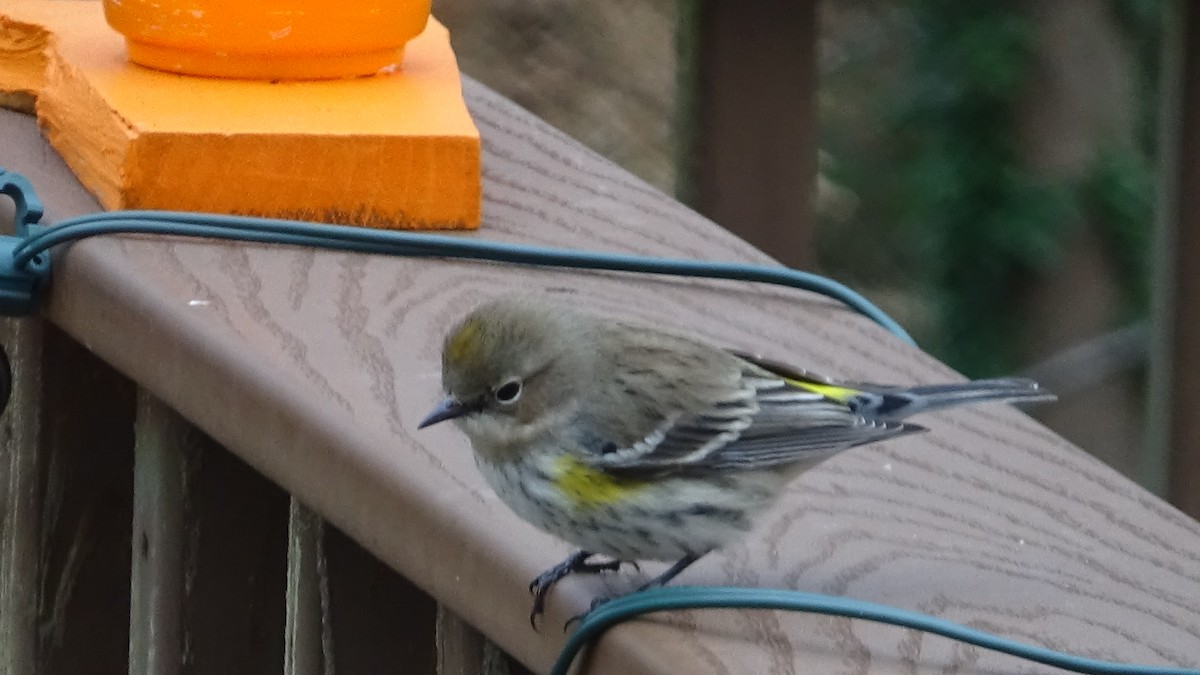 Yellow-rumped Warbler - ML646368783