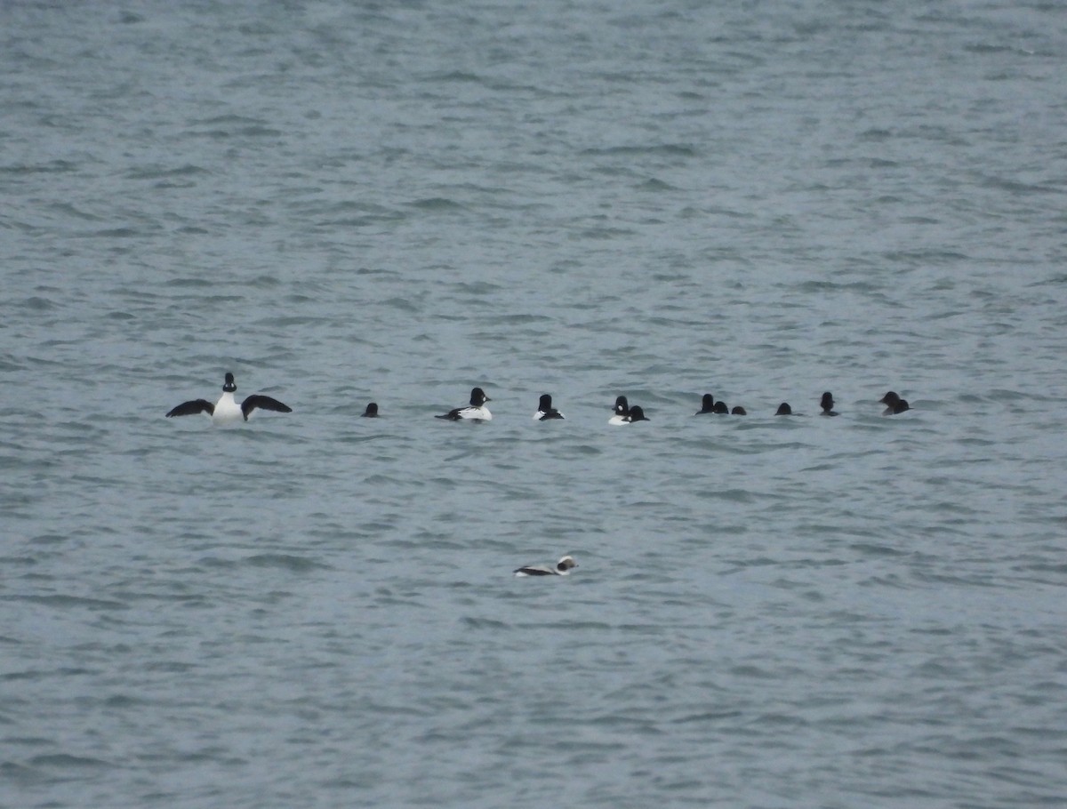 鵲鴨 - ML646368785