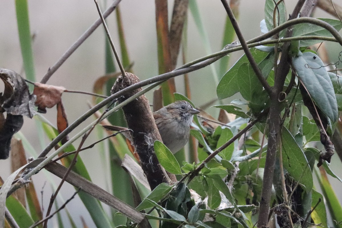 Swamp Sparrow - ML646368787