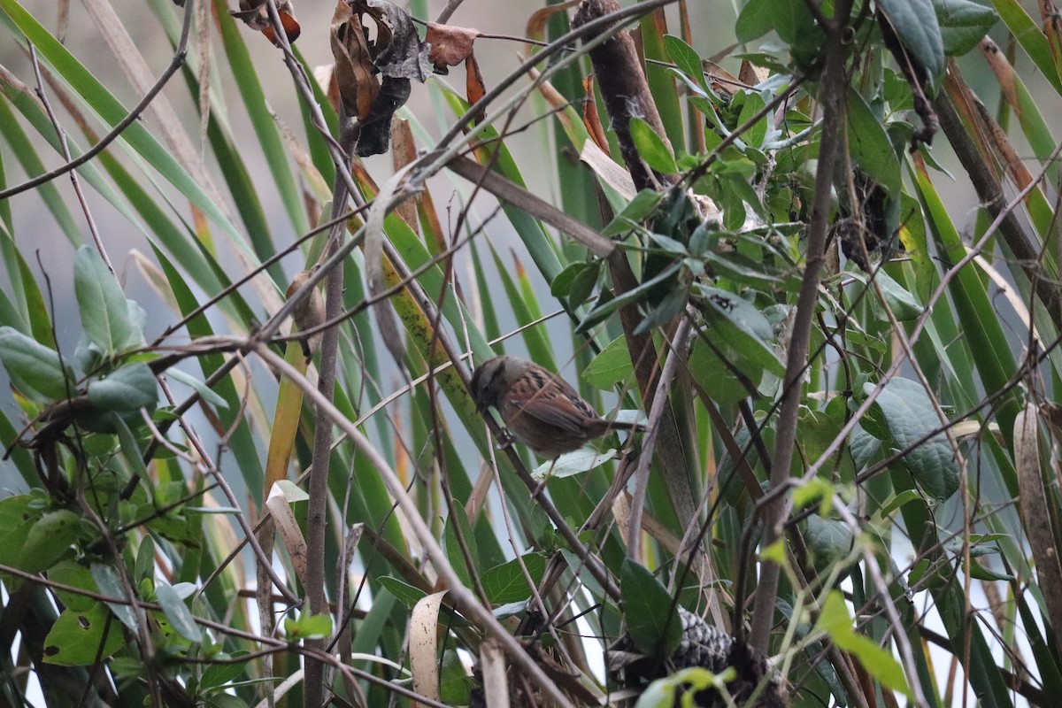 Swamp Sparrow - ML646368788