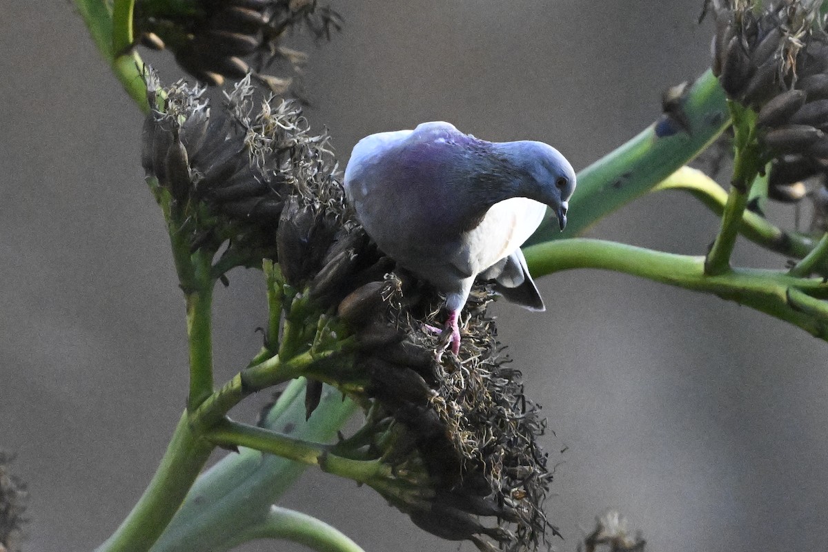 יונת סלעים - ML646368789