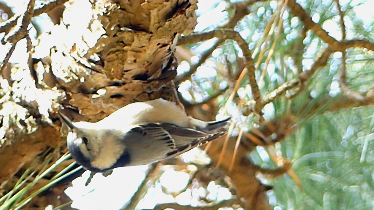 Sittelle à poitrine blanche - ML646368790