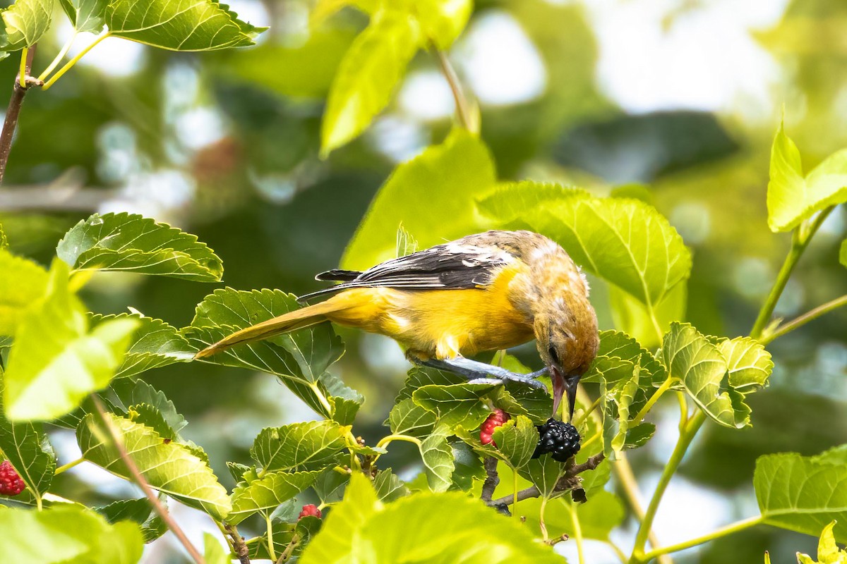 Baltimore Oriole - ML646368791