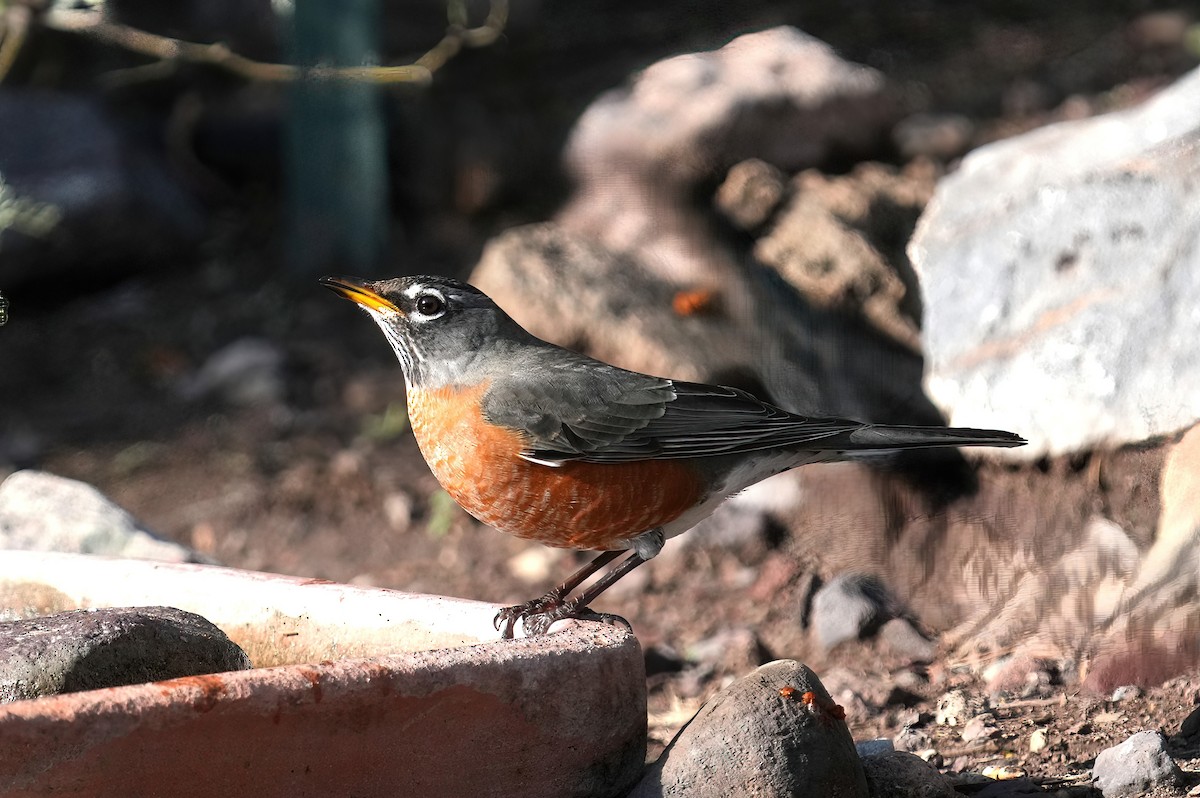 American Robin - ML646368794