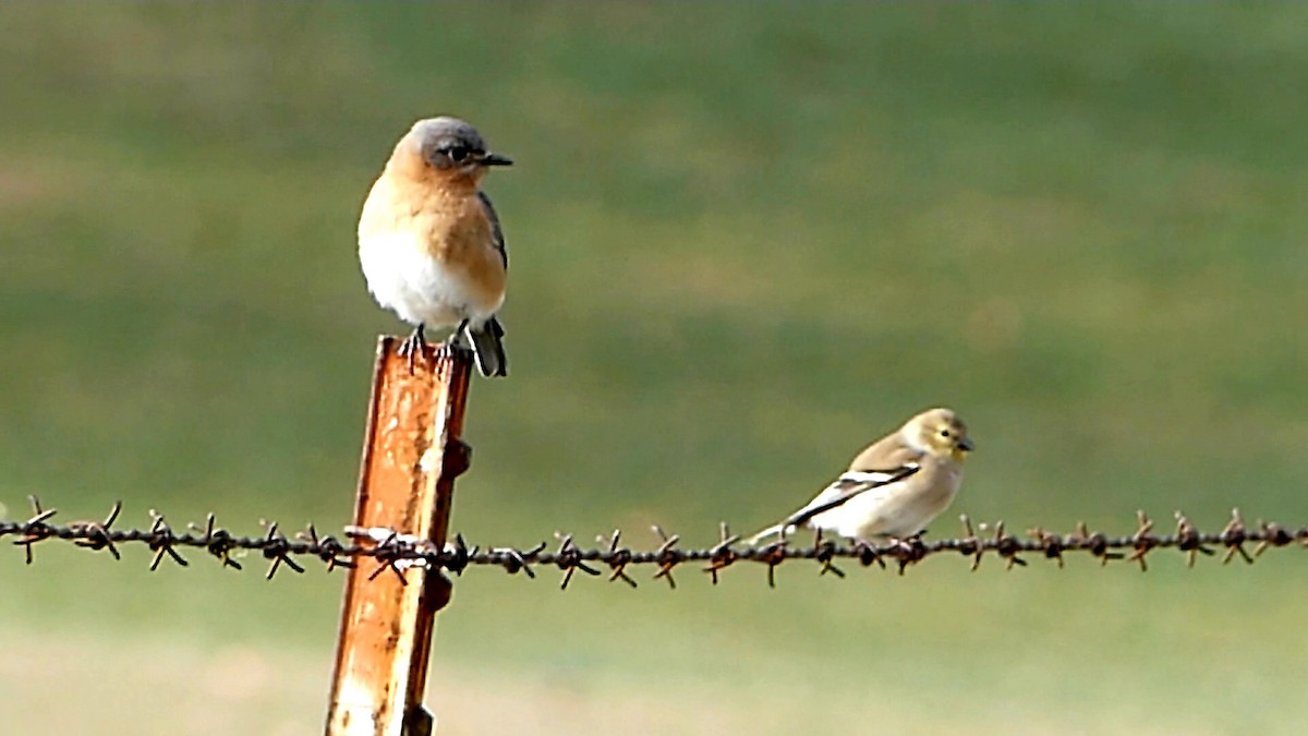 Блакитник східний - ML646368795