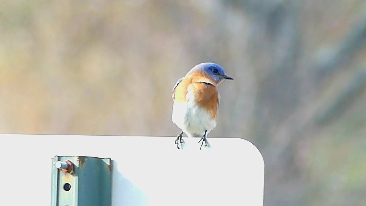 Блакитник східний - ML646368796