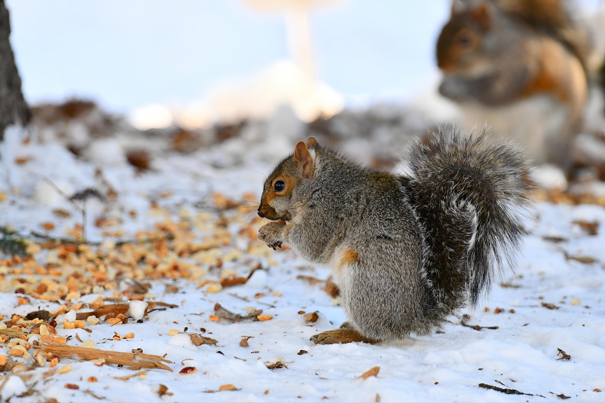 Animals - ML646368800