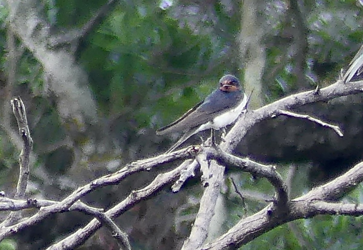 Ластівка сільська (підвид rustica) - ML646368801