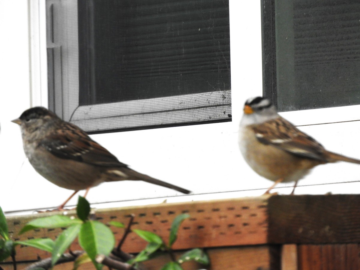 White-crowned Sparrow - ML646368802