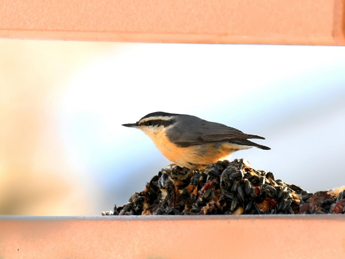 Red-breasted Nuthatch - ML646368804