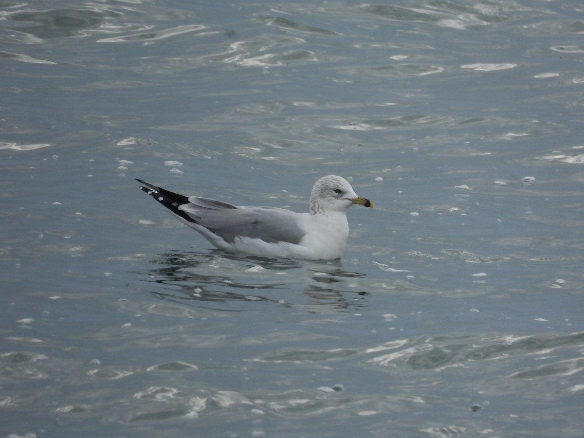 Ring-billed Gull - ML646368805